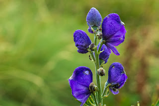 [Ranunculaceae] Aconitum napellus – Monk's Hood (Aconito napello)