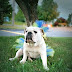 Ruby - The Amazing Bulldog