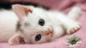 Cute And Funny Images Of White Kitten 10
