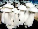 Cultivation of milky mushroom