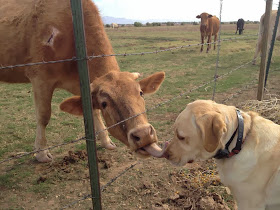 Funny animals of the week - 10 January 2014 (35 pics), cow licks dog