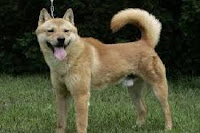 Korea Jindo Dog