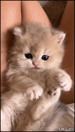 Cute Kitten GIF • Super cute, innocent and fluffy kitty looking at camera [ok-cats.com]