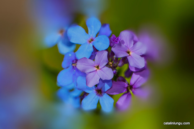 Flowers from blue to violet