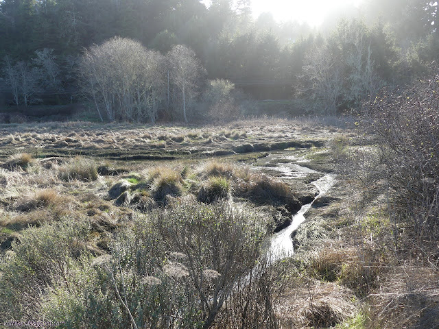 tidal channels in the grass