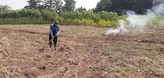 Meski Telah Ditanam Jagung, Lahan Tetap Dilakukan Pembersihan 