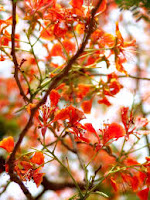 gulmohar,gazal,nitendra,speaks,hindi stories,short stories,articles