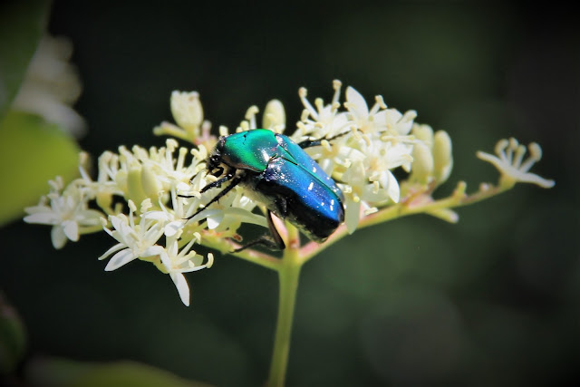 Cotinis nitida