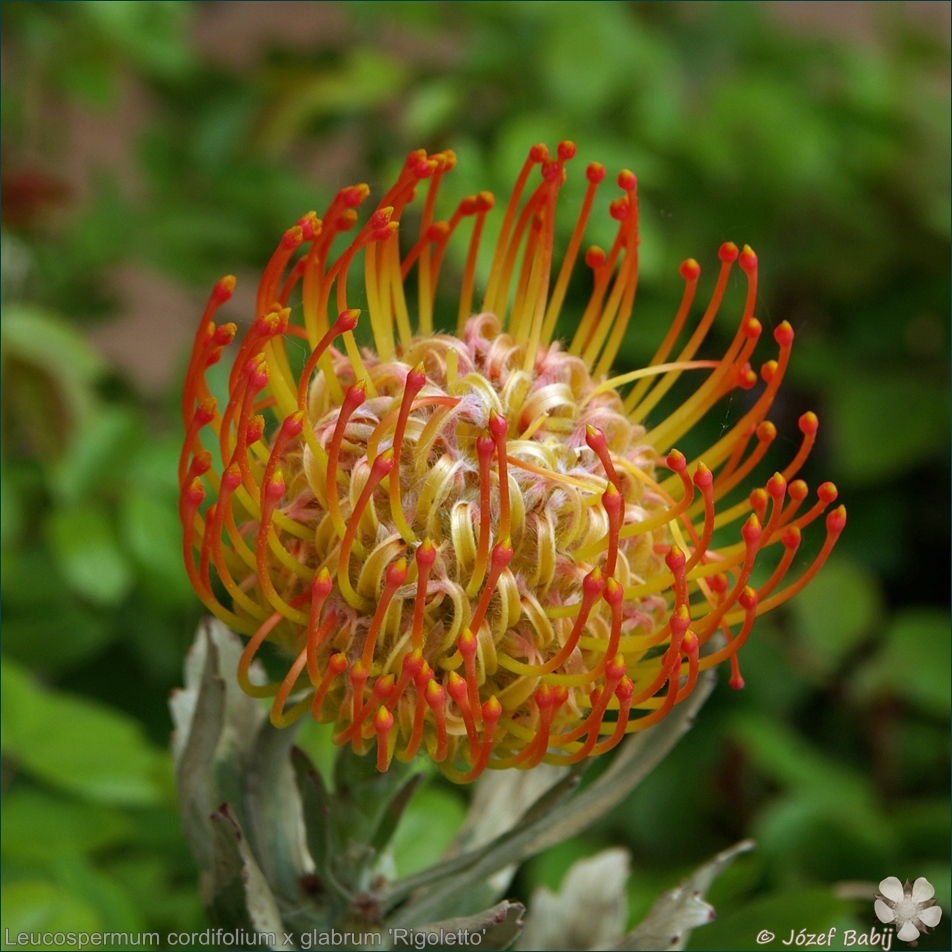 Leucospermum cordifolium x glabrum 'Rigoletto' - Leucospermum sercolistne