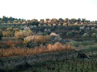 Ametllers florits entre les terrasses de pedra seca a la zona dels camps de Malla