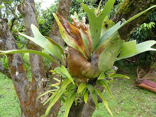 Platycerium sp. - Corne de cerf - Corne d'élan