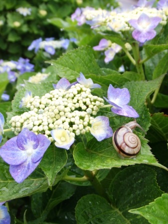 Snail worming hydrangea