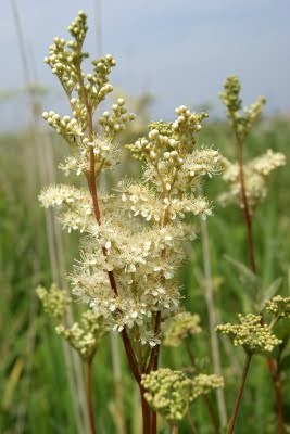 Moerasspirea - Wyld Geiteburd - Filipendula ulmaria