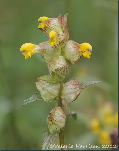 yellow-rattle