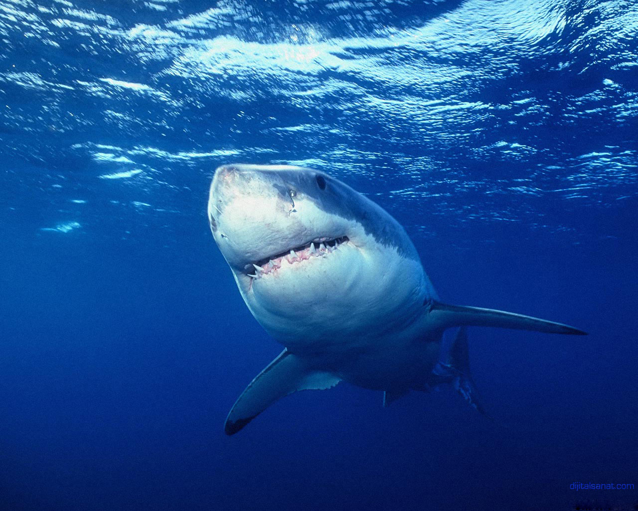 Amazing Great White Shark Facts - Great White Shark Photos ...