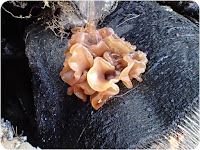 Leafy Brain Fungus, Tremella foliacea.