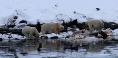 Bears feasting on whale carcass