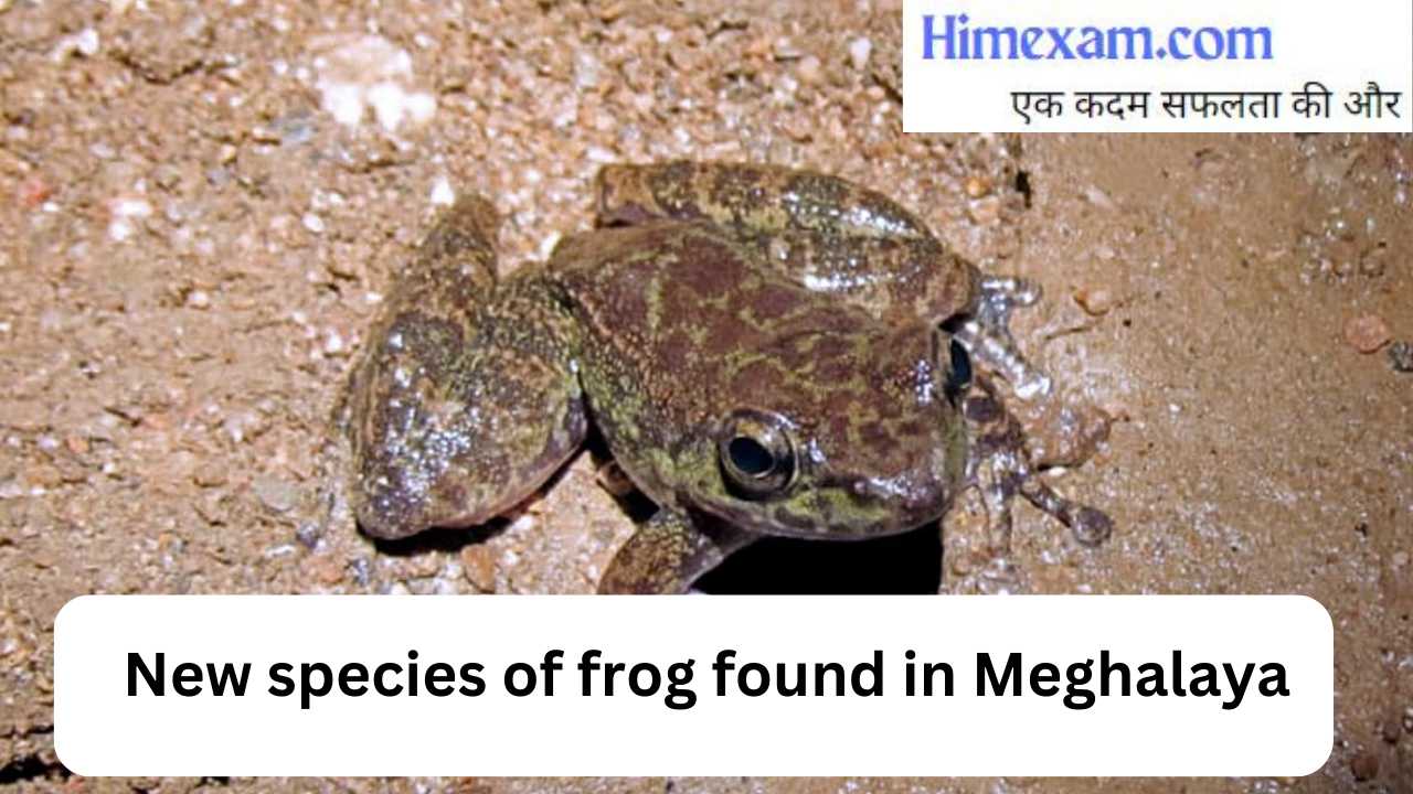 New species of frog found in Meghalaya