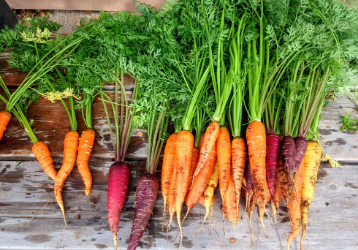 What Happens to Your Body When You Eat Carrots