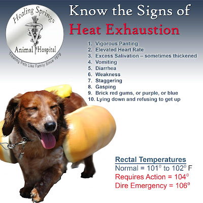 Image result for heat stroke in dogs