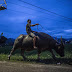 People ride horses. That looks a lot stronger!