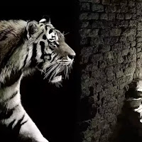 Chandrapur Live: चंद्रपुर जिले में दस की मौत, आरटी 1 बाघ आखिरकार गिरफ्तार......