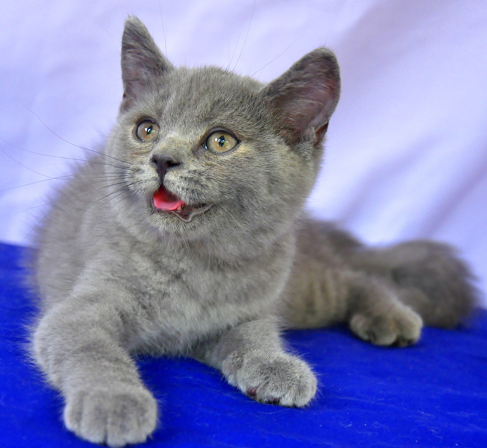 Kucing British ShortHair Boneka Teddy Bear MAJU JAYA