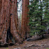 Sequoia Forest Adventure Escape