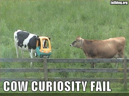 funny fails. Fails.quot; Cows are funny