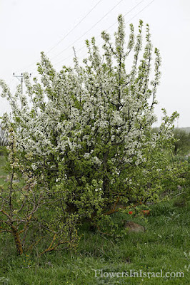 Груша сирийская (Pyrus syriaca)