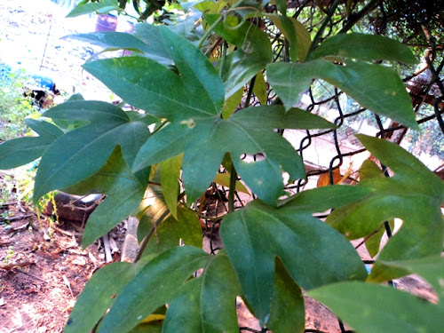 Passifloraceae leaves