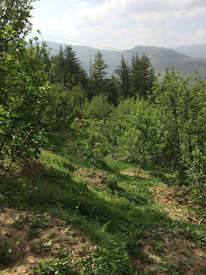 Chaupal apple orchard