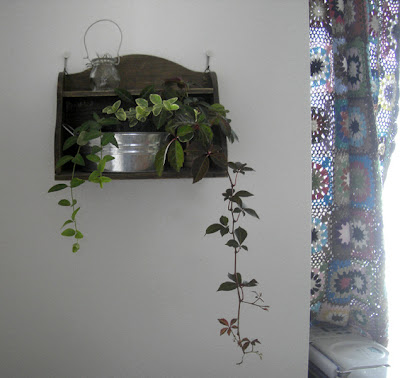 しだれる観葉植物