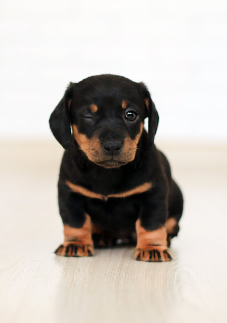 Why My Dog is Shaking