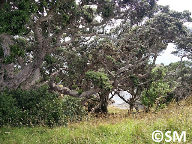 Photo d'arbre sur les chemins de Motutapu Auckland Nouvelle-Zélande 