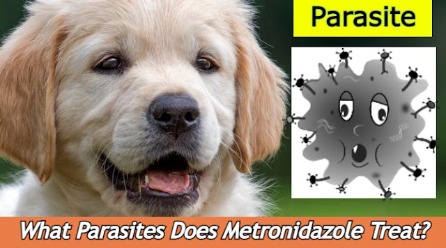 what-parasites-does-metronidazole-treat-in-dogs-image
