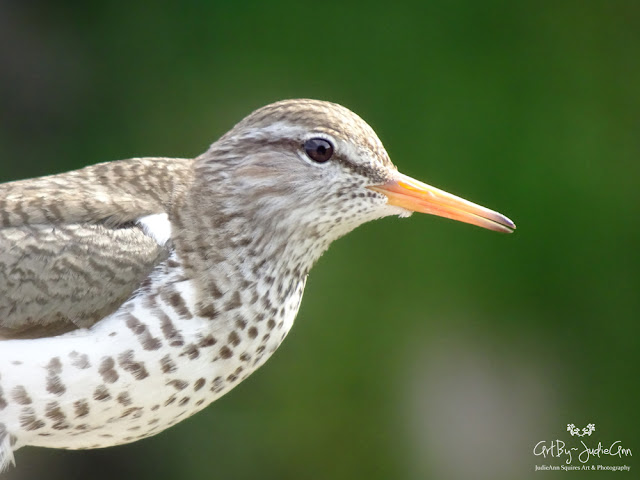 Shorebirds Newfoundland