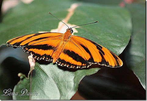 FPC_Butterfly_Banded_Orange