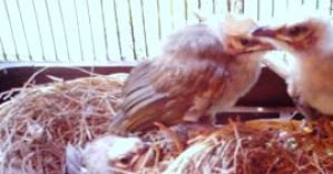 Cara Merawat Telur Burung  Cucak  Rowo Pasca Menetas Tips 