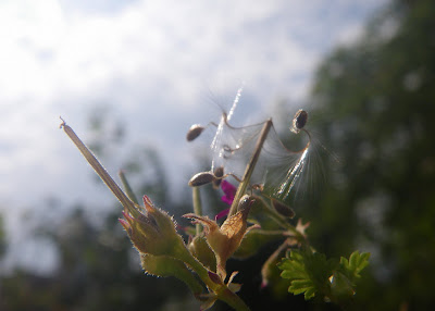 Scented Pelargonium Grossularioides / Coconut Geranium seeds