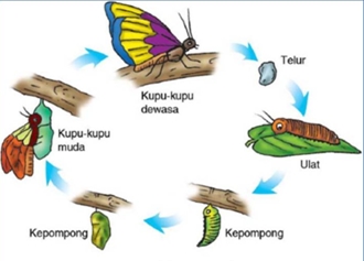  Daur  Hidup  Hewan  dan Contohnya Seputar Dunia Pendidikan