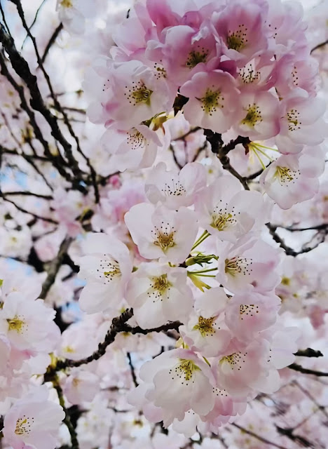 cherry blossoms in Vancouver are a stunning sight every spring