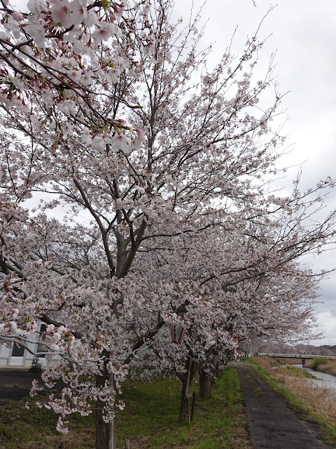 鳥取県西伯郡南部町天萬　小松谷川　九分咲きのソメイヨシノ桜