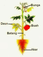 morfologi tumbuhan