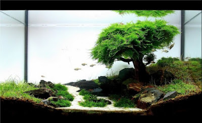 Desain Aquascape