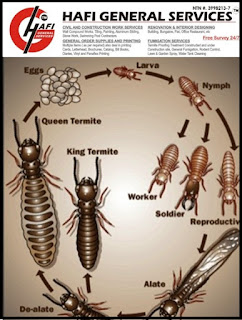 Termite Proofing Chemicals in Pakistan