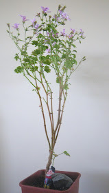 Scented Geranium Frensham Lemon - the stem is growing in the form of column