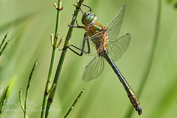 Falkenlibelle / Gemeine Smaragdlibelle (Cordulia aenea)