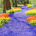 ~ Muscari Blue Hyacinths Blooming in Texas ~