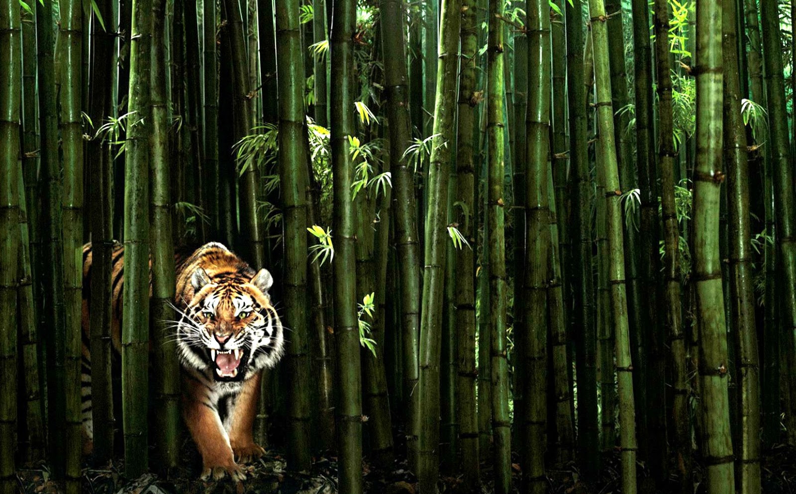  Gambar  Harimau  Terbaru Kumpulan Gambar 